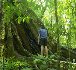 Daintree Rainforest